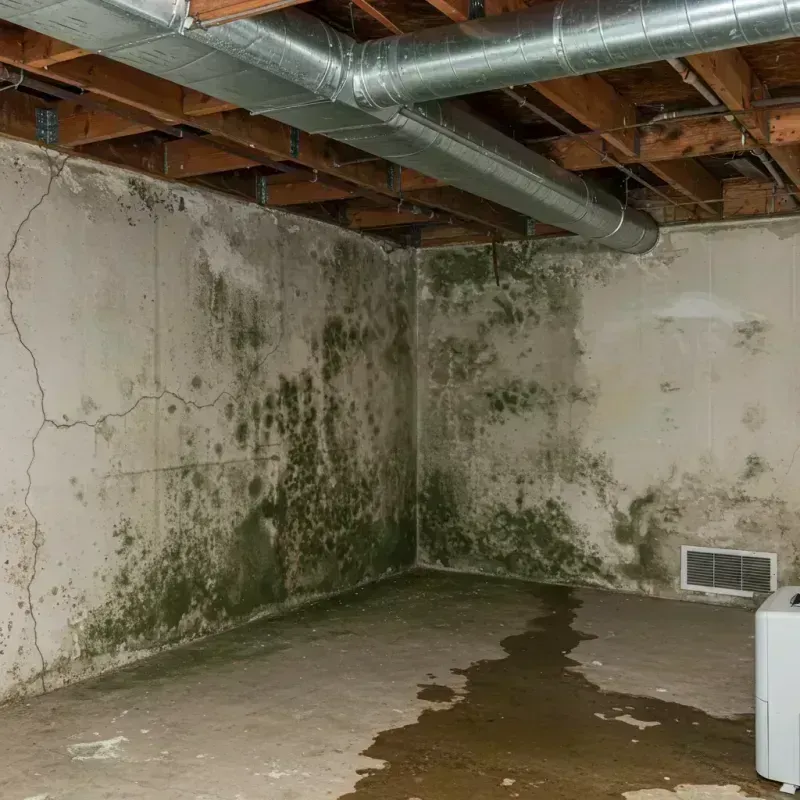 Professional Mold Removal in Kings Park, NY